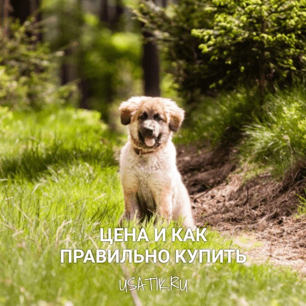 Леонбергер - цена и как правильно купить