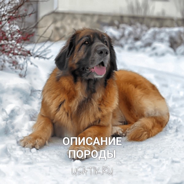 Леонбергер - описание породы