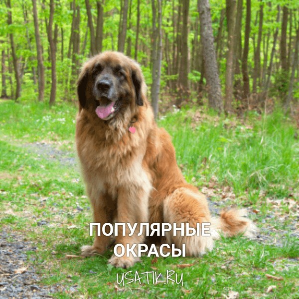 Популярные окрасы леонбергеров