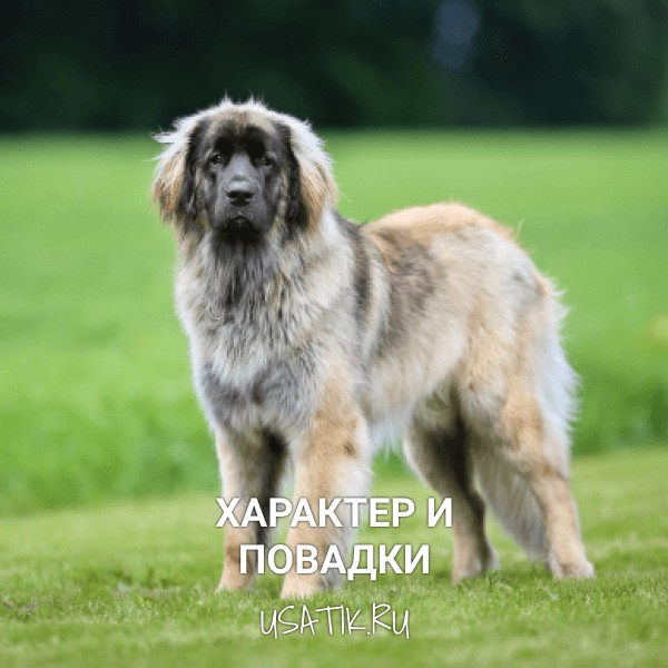 Характер и повадки леонбергеров