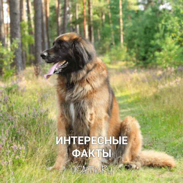Интересные факты о леонбергерах