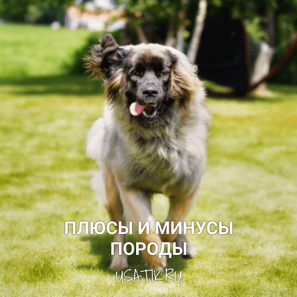 Плюсы и минусы леонбергеров