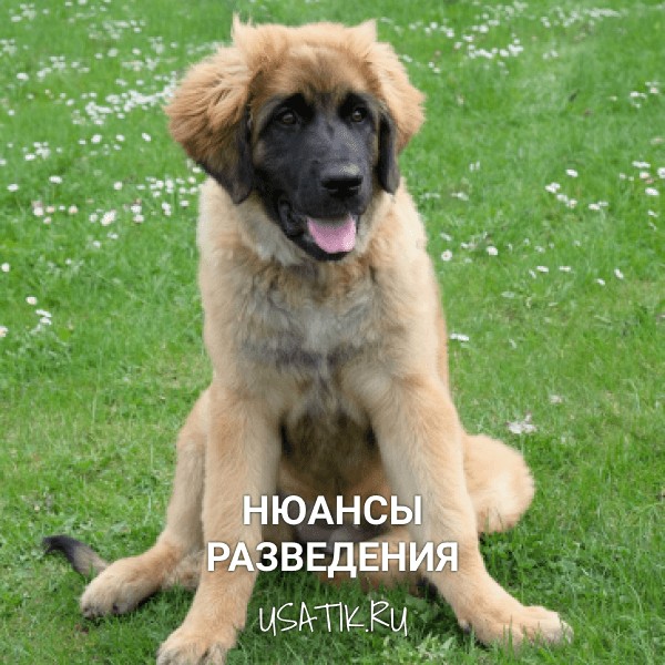 Разведение леонбергеров