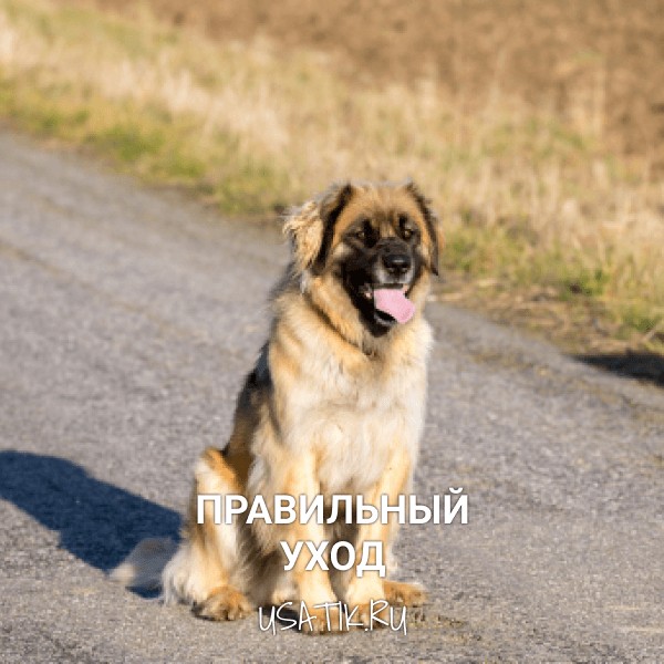 Уход за леонбергерами