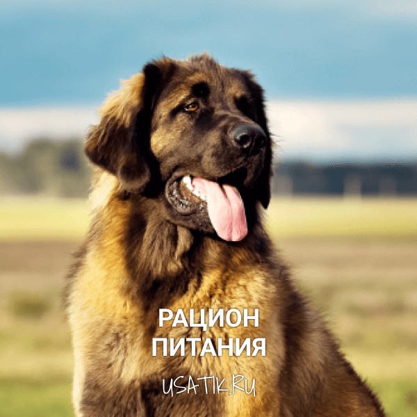 Рацион питания леонбергеров
