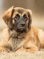 Леонбергер