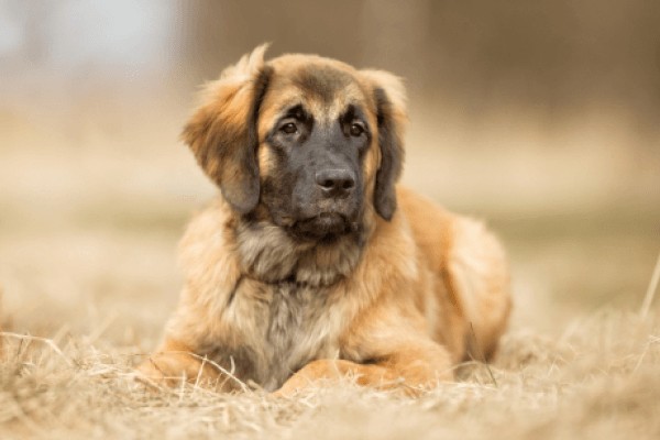 Леонбергер