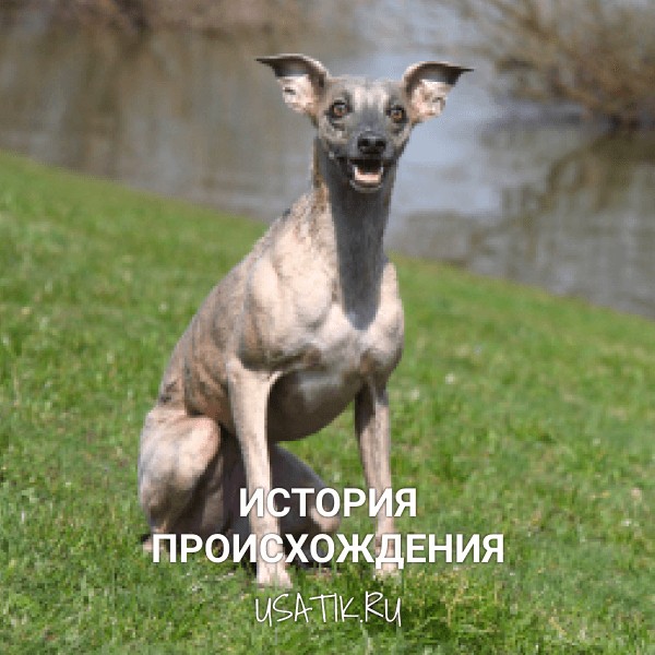 История происхождения уиппетов