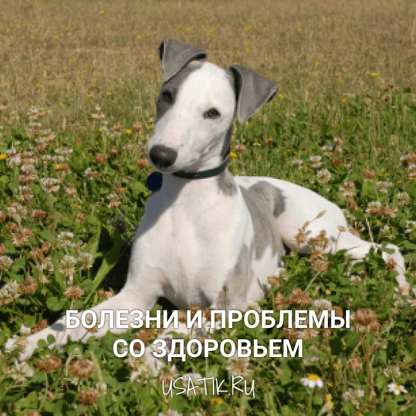 Болезни и проблемы со здоровьем