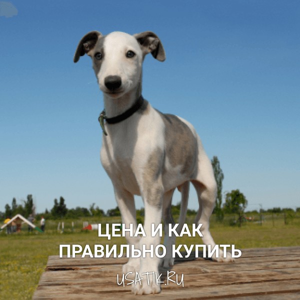 Уиппет - цена и как правильно купить