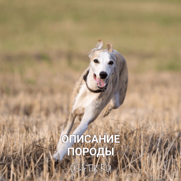 Уиппет - описание