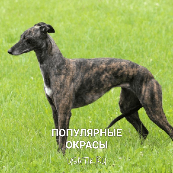 Популярные окрасы уиппетов