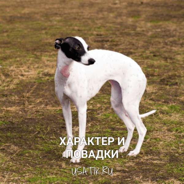 Характер и повадки уиппетов