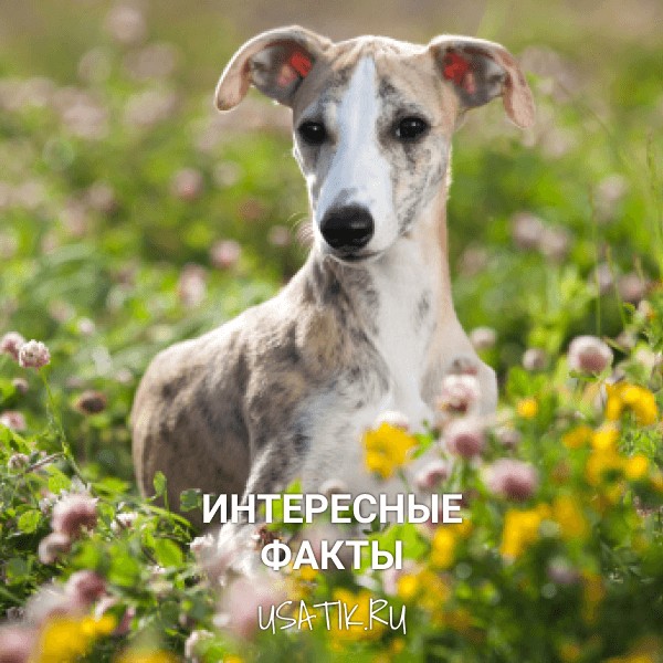 Интересные факты об уиппетах