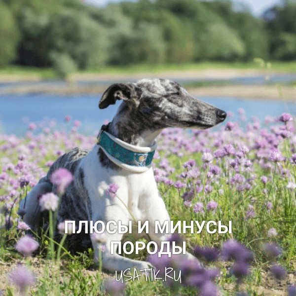 Плюсы и минусы уиппетов