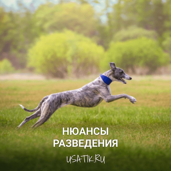 Разведение уиппетов