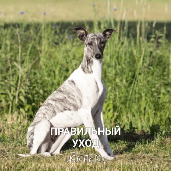 Уход за уиппетами