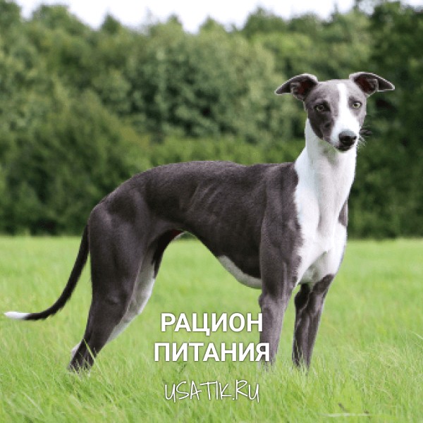 Рацион питания уиппетов