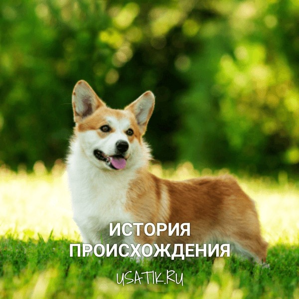 История происхождения вельш-корги