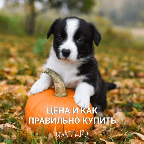 Вельш-корги - цена и как правильно купить