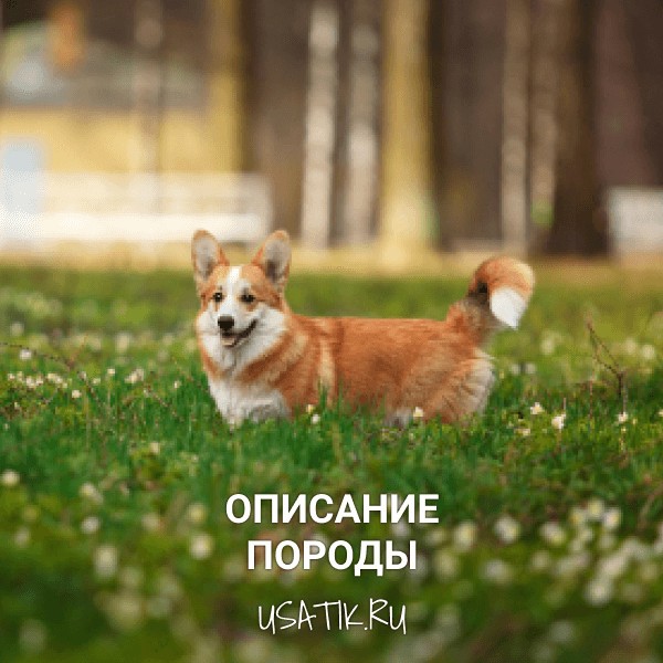 Вельш-корги - описание породы