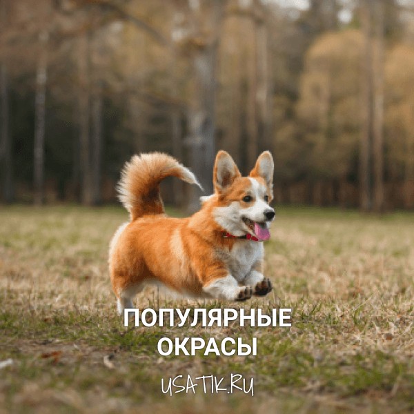 Популярные окрасы вельш-корги