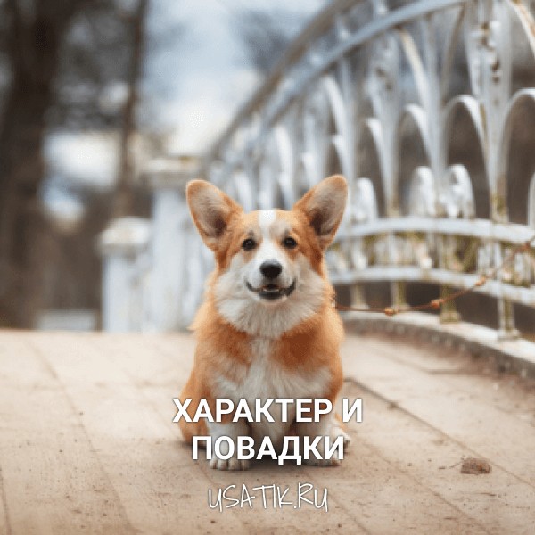 Характер и повадки вельш-корги
