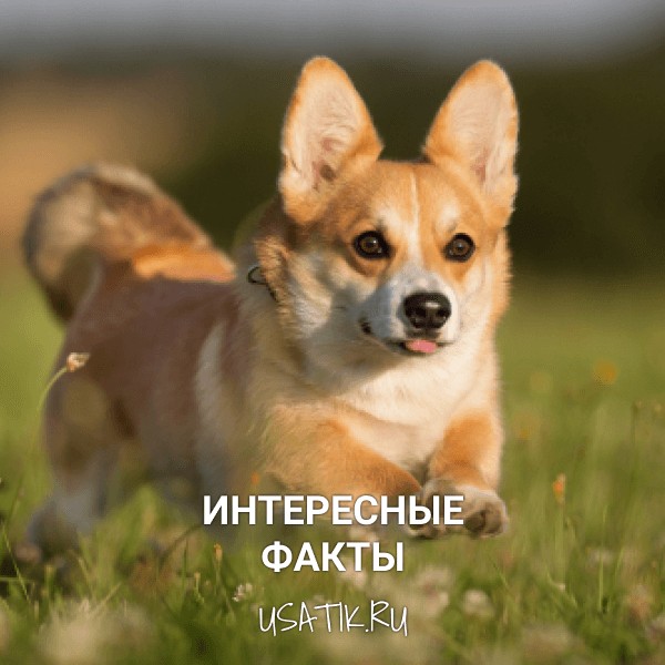 Интересные факты о вельш-корги