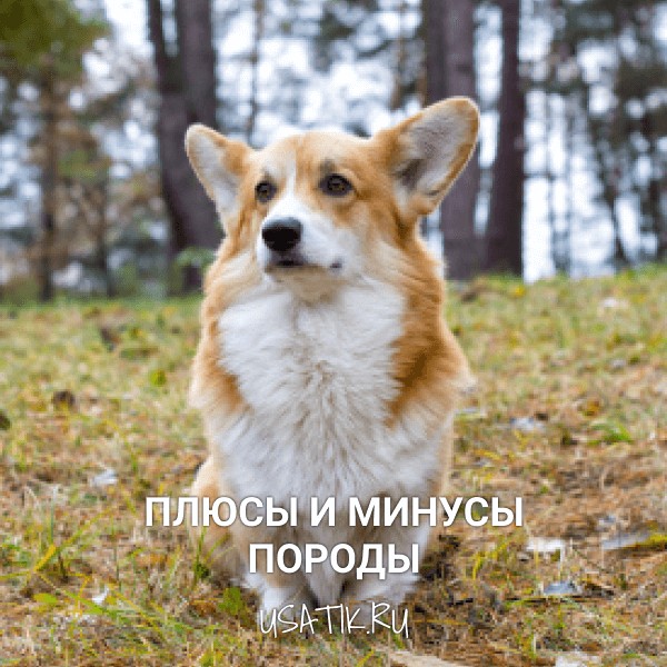 Плюсы и минусы вельш-корги