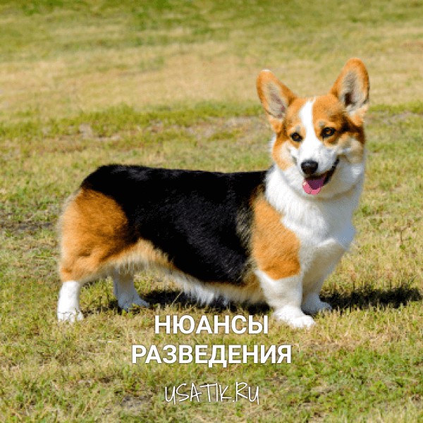 Разведение вельш-корги
