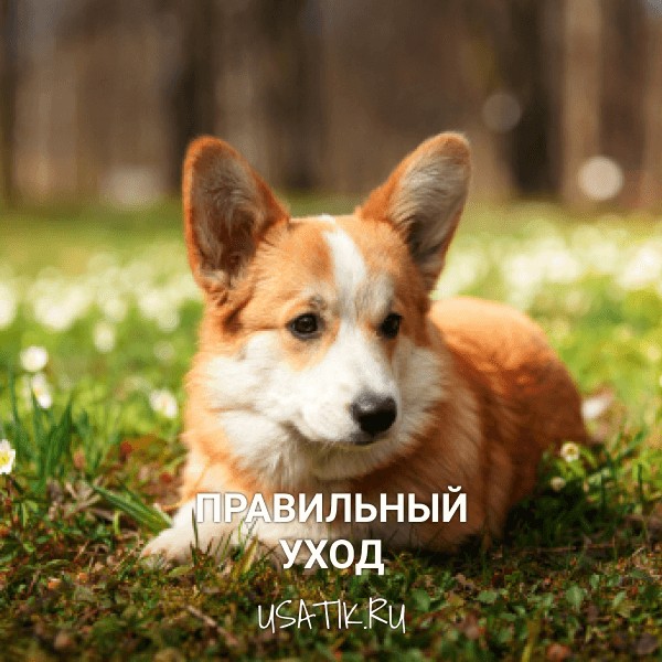 Уход за вельш-корги