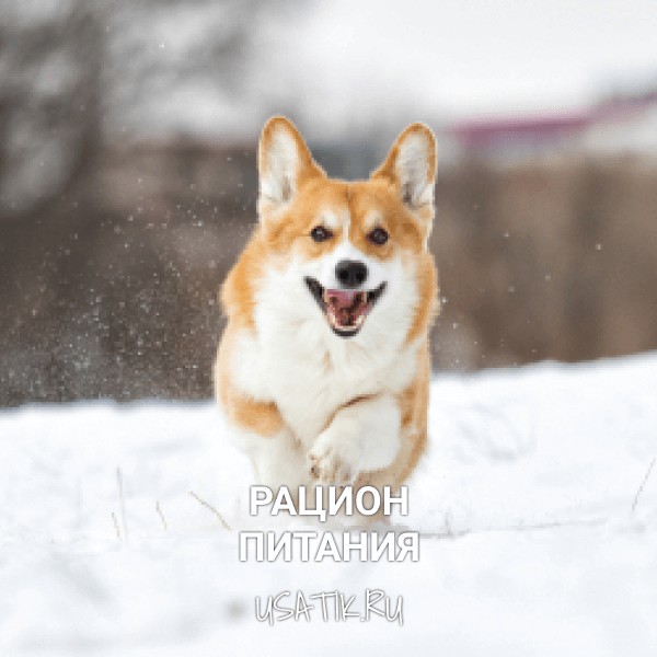 Рацион питания вельш-корги