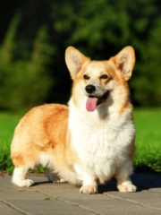 Вельш-корги
