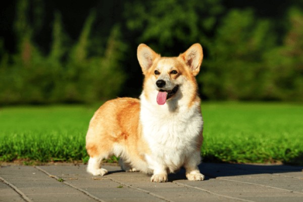 Вельш-корги