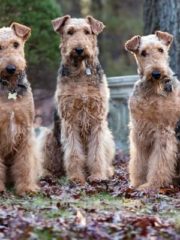 Вельштерьер