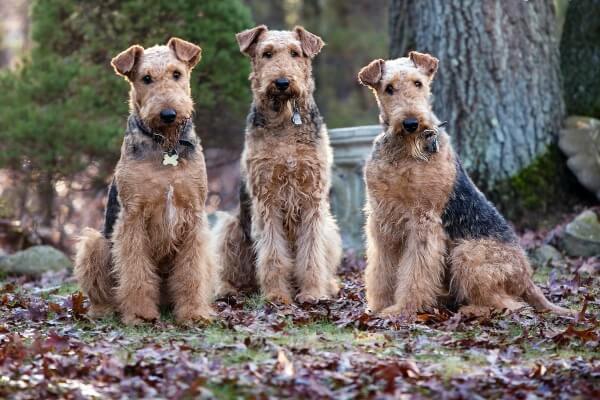 Вельштерьер