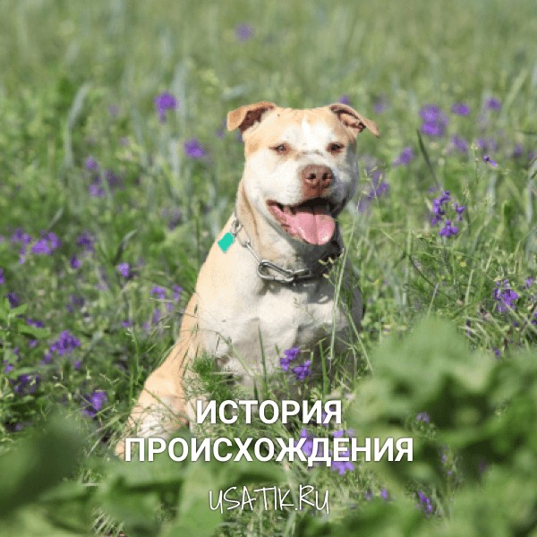 История происхождения американских питбультерьеров