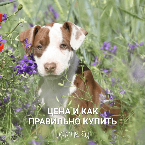 Американский питбультерьер - цена и как правильно купить