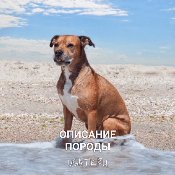 Американский питбультерьер - описание породы