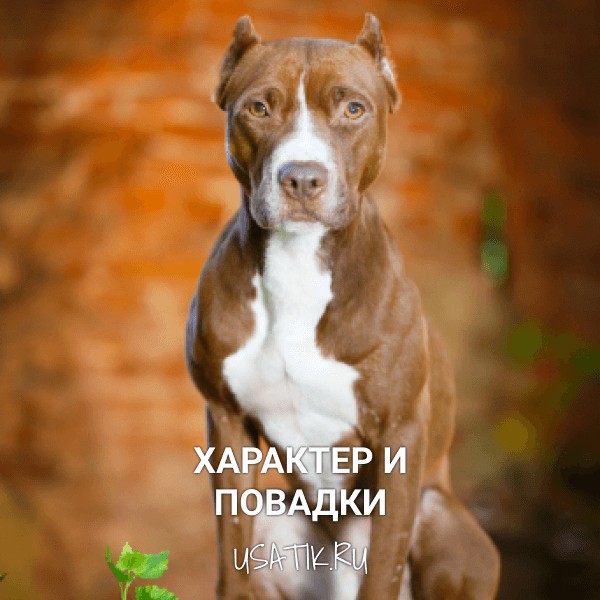 Характер и повадки американских питбультерьеров