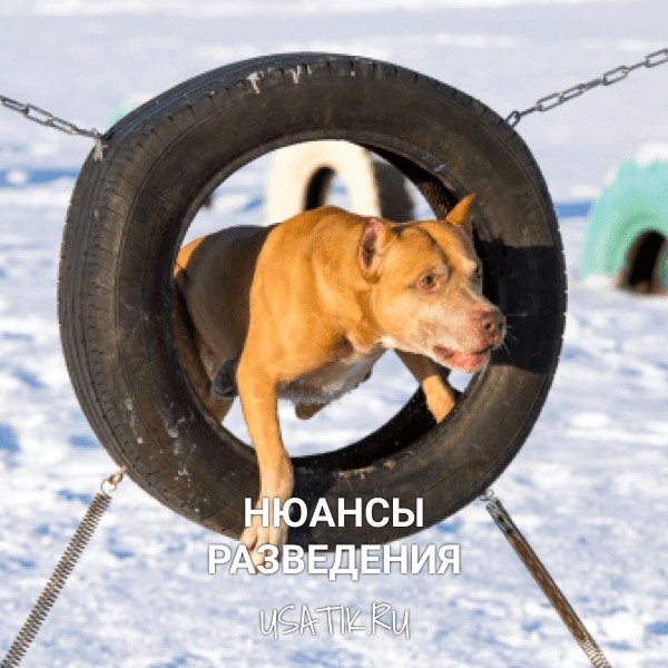 Разведение американских питбультерьеров