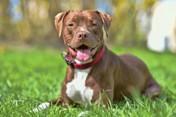 Американский питбультерьер