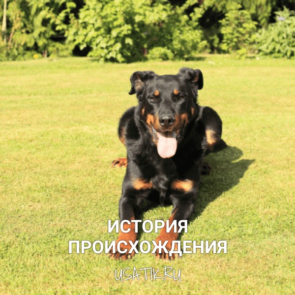 История происхождения босеронов