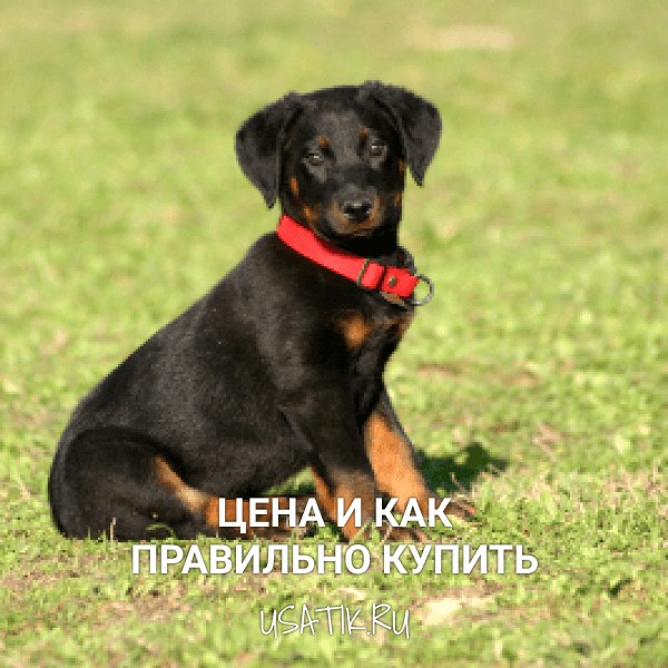 Босерон - цена и как правильно купить