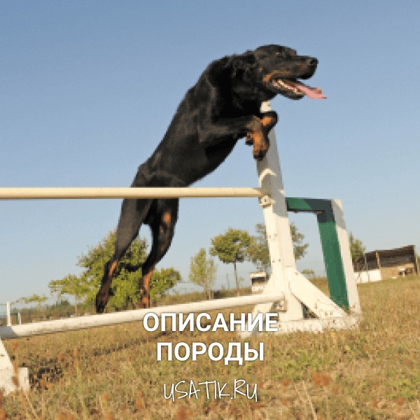 Босерон - описание породы