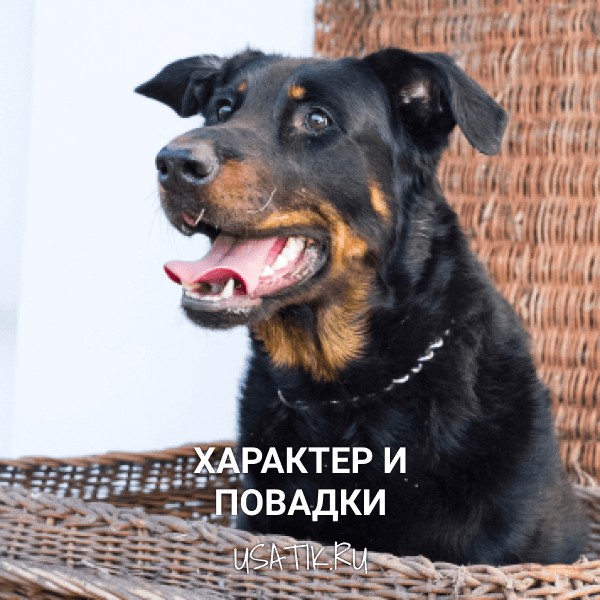 Характер и повадки босеронов