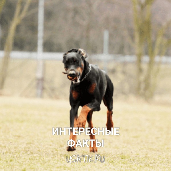 Интересные факты о босеронах