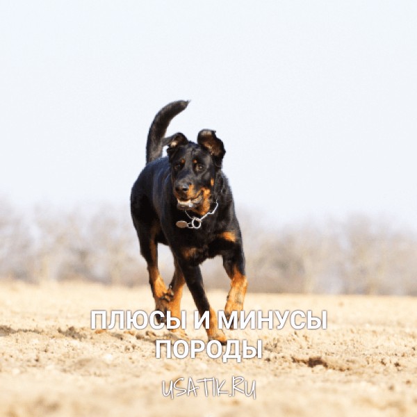 Плюсы и минусы босеронов