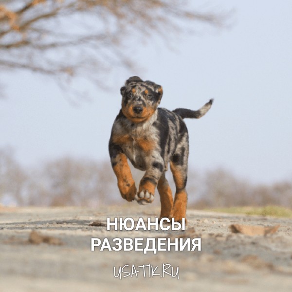 Разведение босеронов