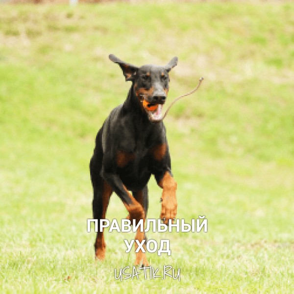 Уход за босеронами